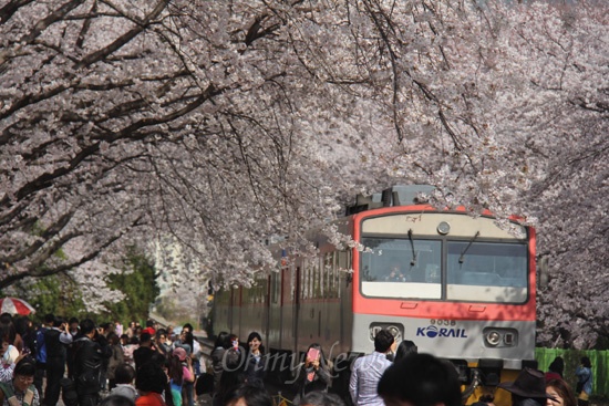 28일 오후 진해 경화역 벚꽃과 열차.
