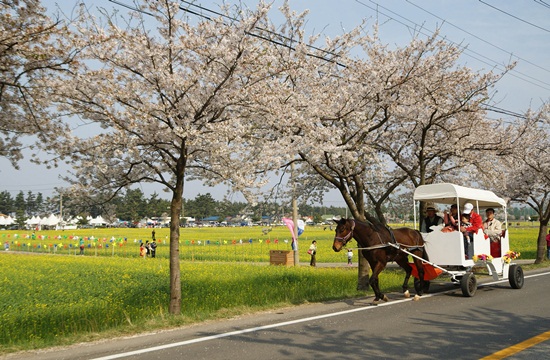 삼척 맹방 유채꽃 축제