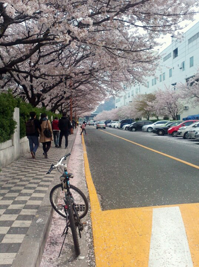 자전거로 벚꽃길을 달리는 쾌감