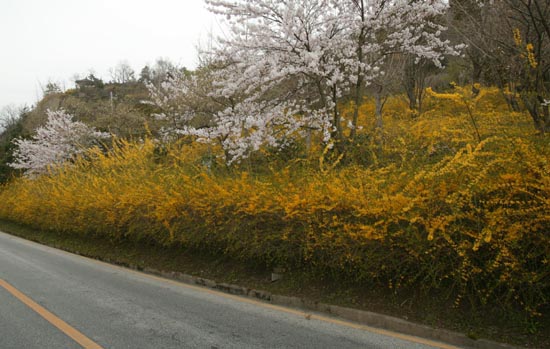 목포 유달산 일주도로에 개나리꽃이 활짝 피었다. 유달산 꽃봄의 시작이다.