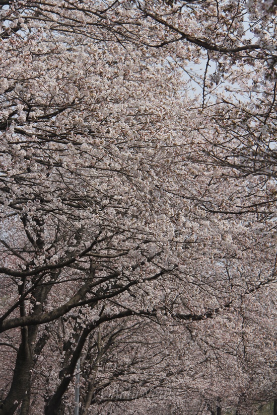 진주 개양~문산 국도의 벚꽃.