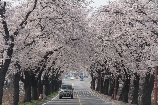 진주 개양~문산 국도의 벚꽃.