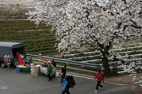 화려한 봄을 알리는 하동 화개 십리벚꽃길.