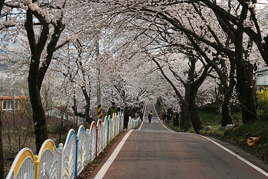 벚꽃터널을 만드는 화개 십리벚꽃길