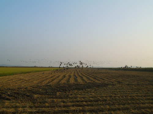 천수만의 농경지와 두 개의 호수(간월호, 부남호)는 철새들이 즐겨 찾는 곳이다. 