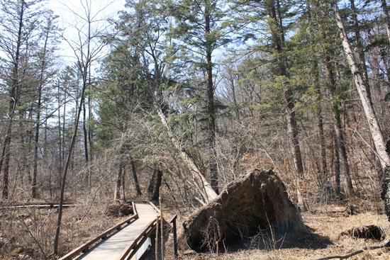 2004년 여름 들이닥친 곤파스에 쓰러진 나무