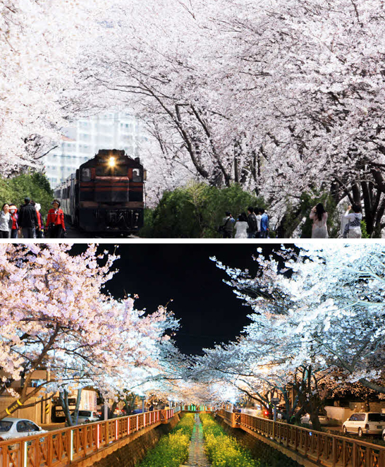 벚꽃이 만개한 진해 경화역 풍경(위)과 여좌천의 야경(아래)