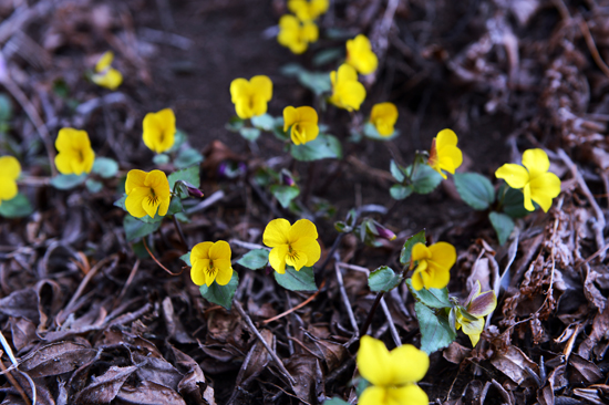대금산 진달래 군락지 사이에서 앙증스럽게 핀 노랑제비꽃.