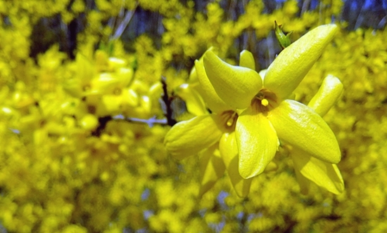 서울에 봄이 왔음을 제일 먼저 알려주는 노랑 개나리꽃. 