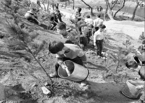 1966년 제21회 식목일 행사에 학생들이 참가해 나무를 심고 물을 주고 있다.