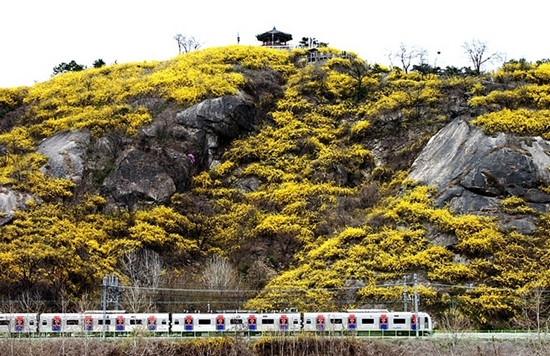 노랑 개나리 꽃불이 퍼지고 있는 한강가의 명물 응봉산.