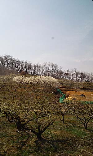 유실수들이 봄꽃을 피우고 있다.