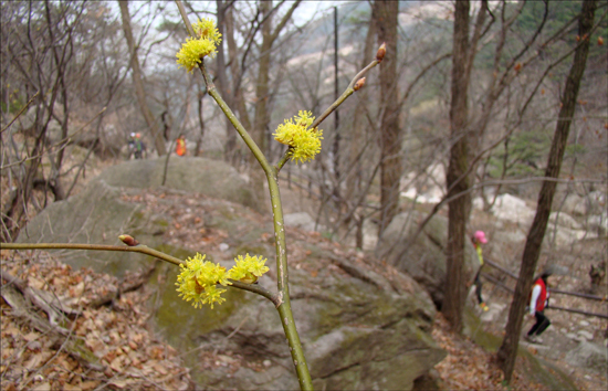 2013년 4월 5일의 북한산, 그리고 생강나무 꽃(2013.4.5 북한산)