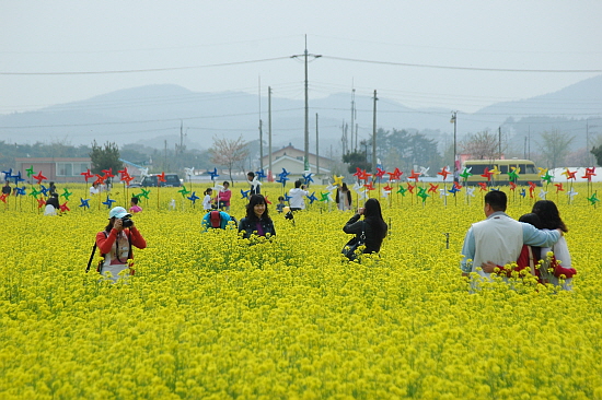  삼척 맹방유채꽃축제