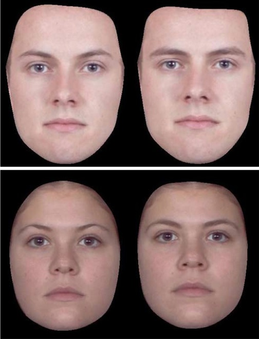 남성(상단)과 여성(하단)의 보다 남성화한 버전(좌측)과 여성화한 버전(우측)의 얼굴들