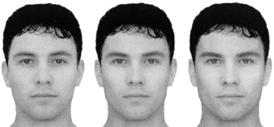 좌측에서 우측으로 갈수록 남성성을 많이 드러내는 얼굴이다. 가임기의 여성들은 우측의 얼굴을 더 많이 선택하고, 비가임기의 여성들은 좌측의 얼굴을 더 많이 선택하는 경향을 보였다.