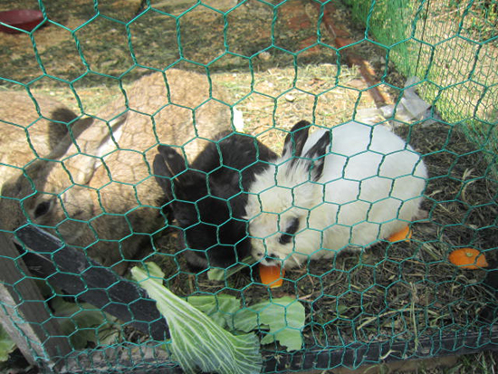 수목원에서 자라고 있는 토끼들의 식사시간