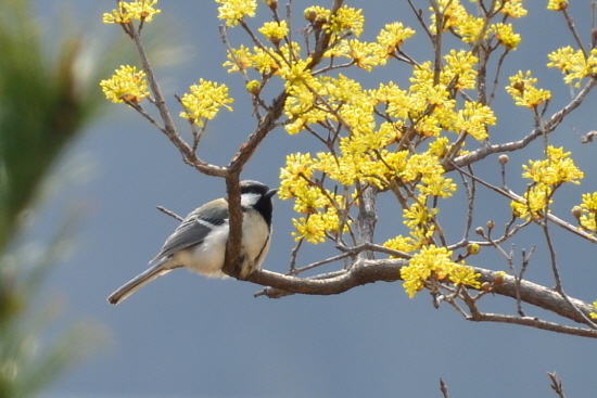 노란 산수유 나무에 앉아 노래를 부르고 있는 박새