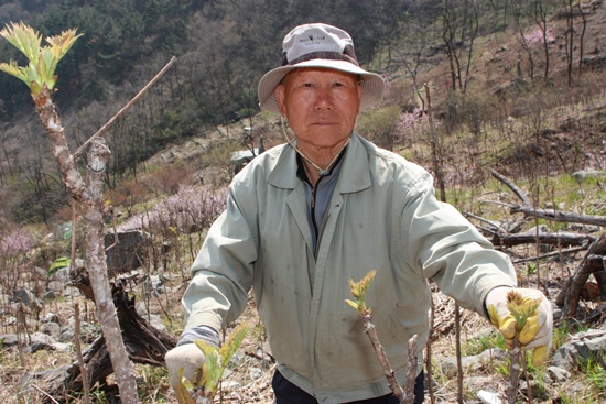   창원시 소계동 877번지에 위치한 천주산 두릅농원에서 두릅을 따는 농부 이운식(79세)씨의 손길이 바쁘다. 