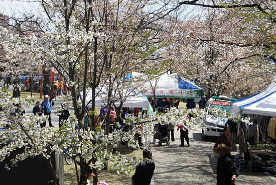 동해시 '벚꽃 유천문화축제'