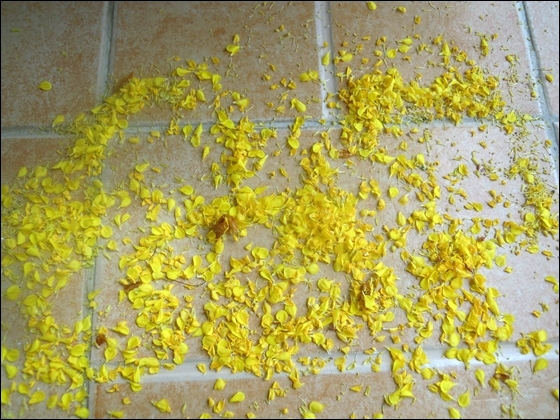바닥에 떨어진 노란 배추장다리 꽃잎
