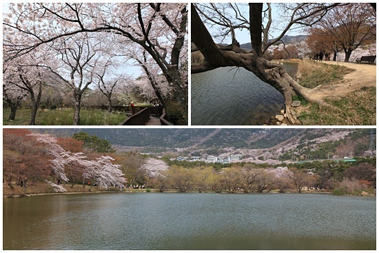 여좌천 벚꽃이 끝나는 지점에 내수면환경생태공원이 있다. 이곳은 사진가들이 뽑은 진해의 벚꽃명소로 알려져 있다.