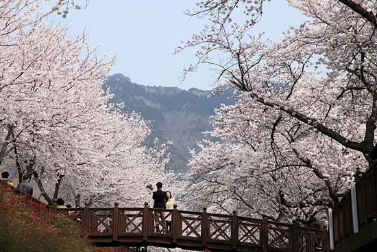 벚꽃이 만개한 지난 3월 30일 여좌천