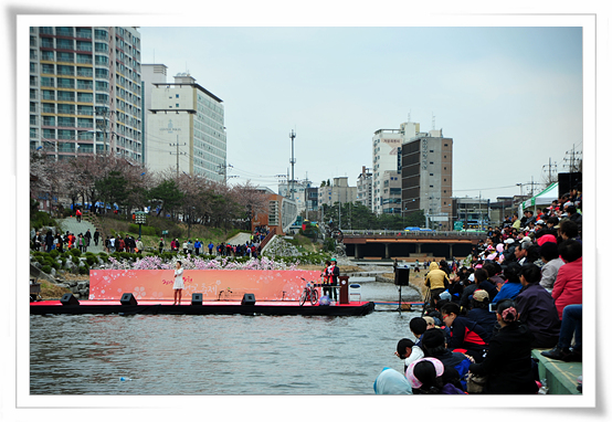 불광천 벚꽃 축제 모습