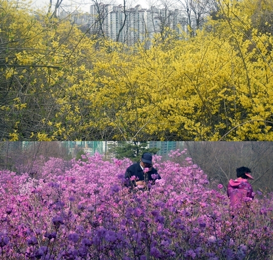 샛노란 개나리와 진달래 꽃밭에 든 남편을 카메라에 담는 초로의 아내 얼굴도 분홍빛이다