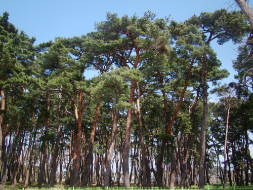 소나무가 마을 전체를 뒤덮은 강릉 '초당마을숲'