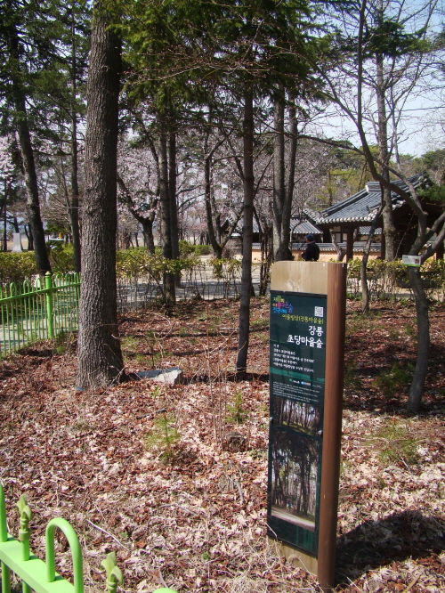 강릉 '초당마을숲'은 2010 제 11회 아름다운숲전국대회 '어울림상'을 받았다.