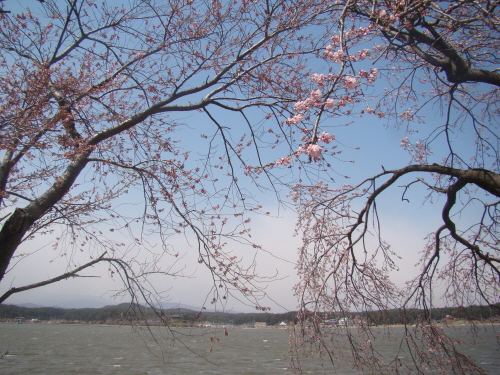수양벚꽃이 피기 시작한 경포호숫가. 저 멀리 호수 건너편에 보이는 정자가 관동팔경 제 1경인 경포대이다.