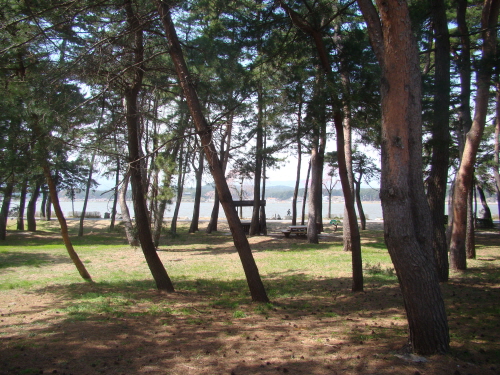 강릉 '초당마을숲' 곳곳에는 돗자리를 깔기 좋은 풀밭과 벤치, 나무 테이블이 놓여 있다.