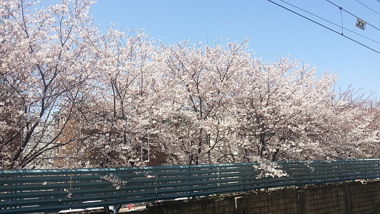 최근 서울 곳곳에서 벚꽃이 활짝 폈다.