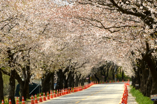  벚꽃터널을 이루고 있는 영암 벚꽃 백리길