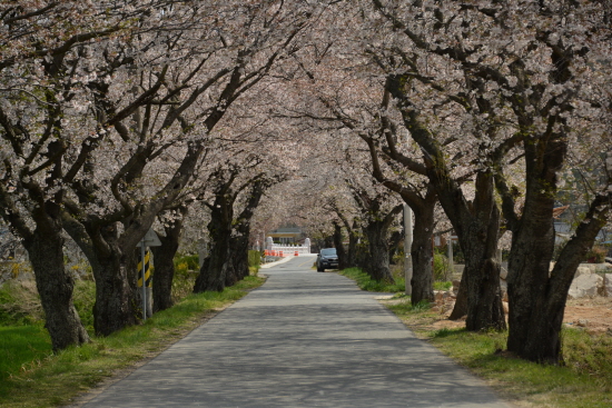  옛길을 그대로 보존하고 있는 영암 벚꽃 백리 길