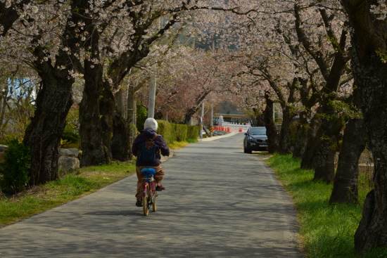  한적한 벚꽃터널을 천천히 자전거를 타고 가는 아주머니
