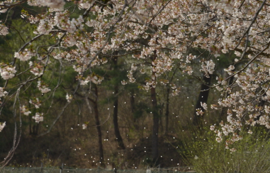 바람이 불면 그대로 꽃비가 되어 휘날리는 영암 벚꽃 백리길