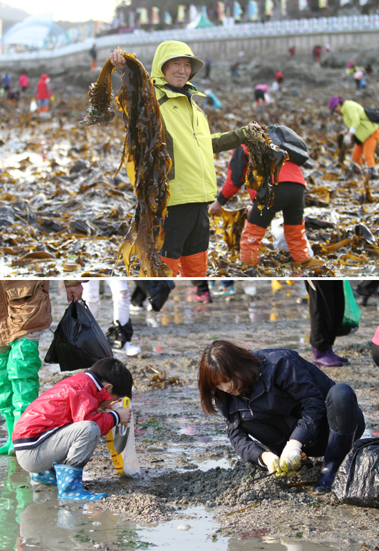  바닷길이 열리면 갯벌에서 미역, 조개 등 해산물을 채취하는 즐거운 체험을 할 수 있다.