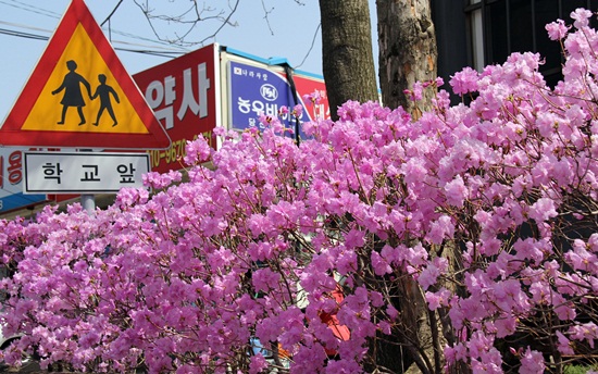  면천면 거리에 심은 진달래가 활짝 피었다. 20일과 21일 면천읍성 앞에서 진달래축제가 열렸다.