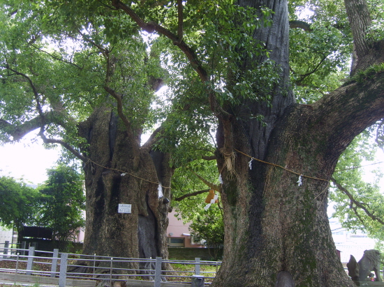 산노신사 경내에 있는 두 그루의 피폭나무.