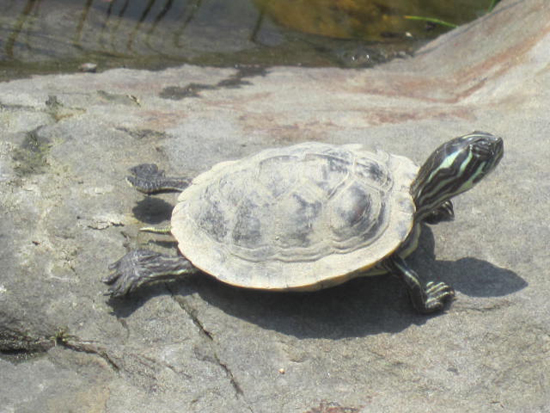 거북이가 일광욕을 하면서 체온 조절을 하고 있다. 