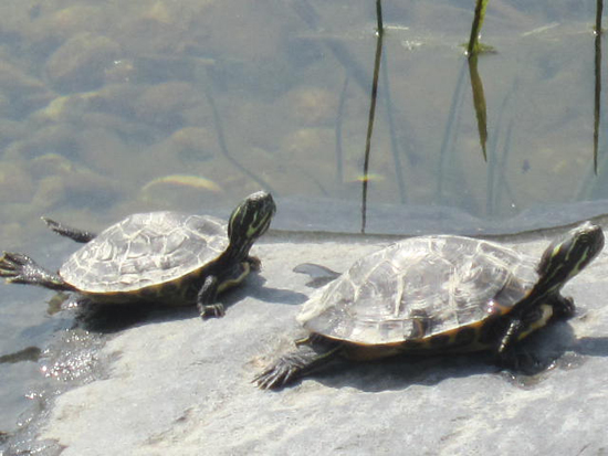 거북이 두 마리가 일광욕을 하고 있다.
