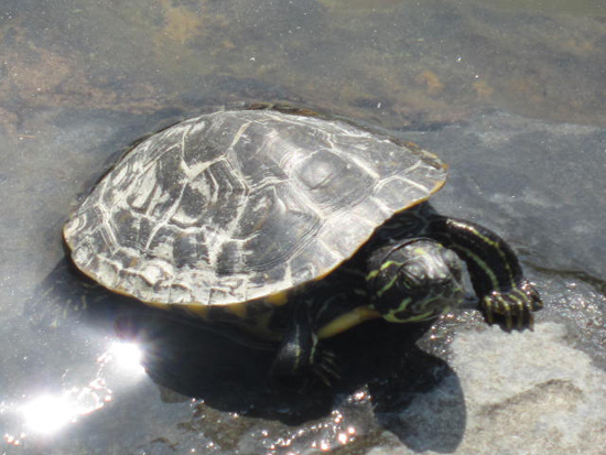 거북이가 일광욕을 하기 위해 돌 위로 기어 올라오고 있다.
