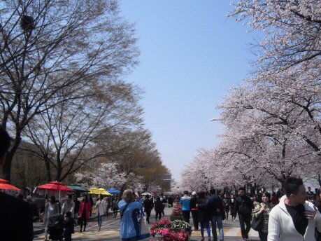 벚꽃이 활짝 핀 국회 근처. 점심때라 사람들이 더 많이 모이고 있는 시간이다.
