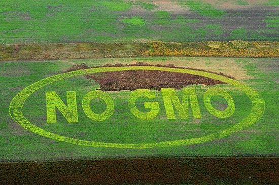오스트리아 빈 근교 한 옥수수밭에 'No GMO(유전자 변형 식품)' 문구가 새겨져 있다. 국제 환경보호단체 그린피스와 오스트리아 내 유기농 농가 조직 '바이오 오스트리아'는 유럽 연합의 GMO 관련 정책을 반대하며 이같은 캠페인을 벌였다. 
