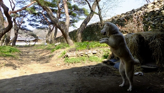 마을 개가 짖기는 커녕 꼬리를 흔들며 외지인을 반긴다.  