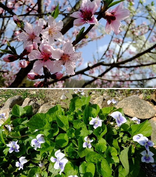 외암리 마을은 꽃샘추위가 물러나는 4월말에 들어서야 봄이 활짝 깨어나고 있다. 
