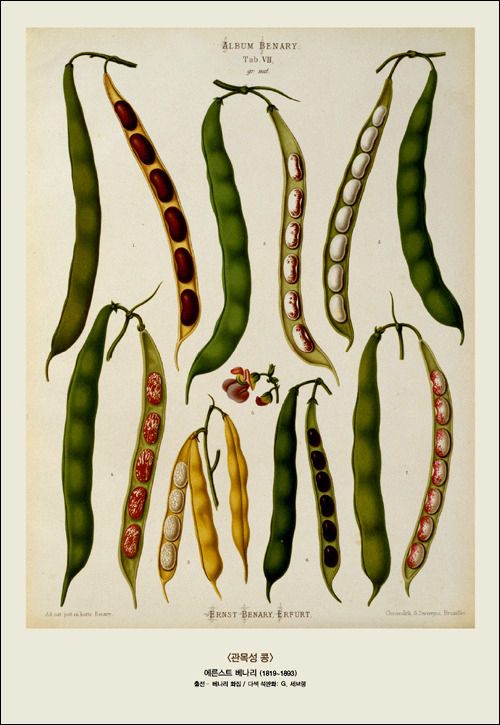 <관목성 콩>ㅣ이른스트 베나리(1819~1893)