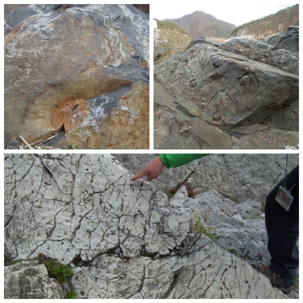 구문소 인근에서 고생대 흔적이 지천에 널려 있다. 좌측 삼엽충 화석, 우측 완족류 화석, 아래 건혈 흔적 화석